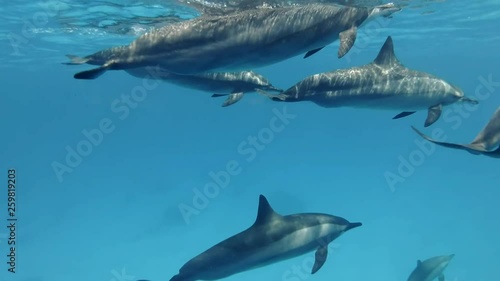 Close-up, small group of pregnant females dolphins swim under surface of blue water. Spinner dolphins (Stenella longirostris), Underwater shot, follow shot, escort. Red Sea photo
