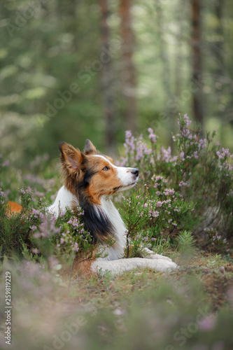 Fototapeta Naklejka Na Ścianę i Meble -  Dog in the woods in the heather. red border collie on nature. Walk with your pet