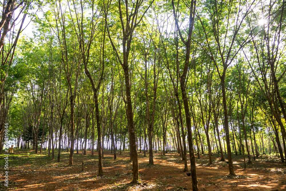 rubber tree , rubber plantation . Beautiful trees line by rubber tree rubber tree , rubber plantation . Beautiful trees line by rubber tree