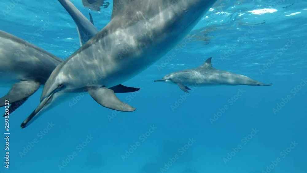 A pod of dolphins very close swims in a circle under surface in blue water. Spinner Dolphin (Stenella longirostris), Underwater shot, Closeup. Red Sea A pod of dolphins very close swims in a circle under surface in blue water. Spinner Dolphin (Stenella longirostris), Underwater shot, Closeup. Red Sea