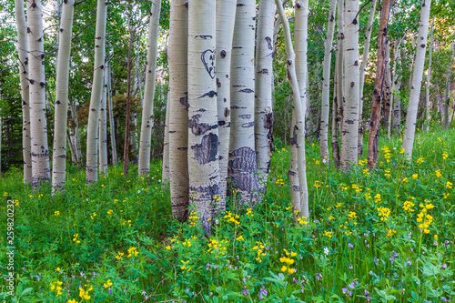 Colorado Mountain Aspen Forest With Wildflowers photo
