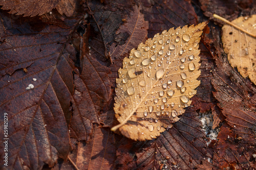 Fallen leaves in the rain