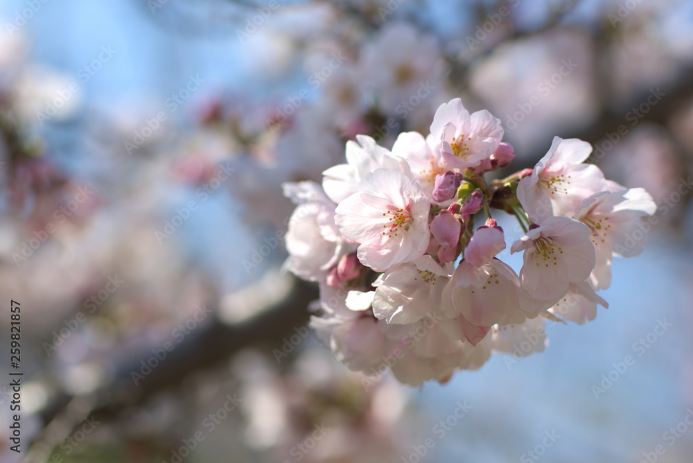 Obraz premium 桜(Cherry Blossoms)