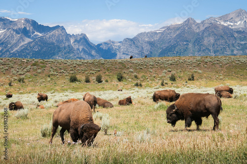 Grazing Bison - Grand Tetons National Park - Wyoming - Buffalo