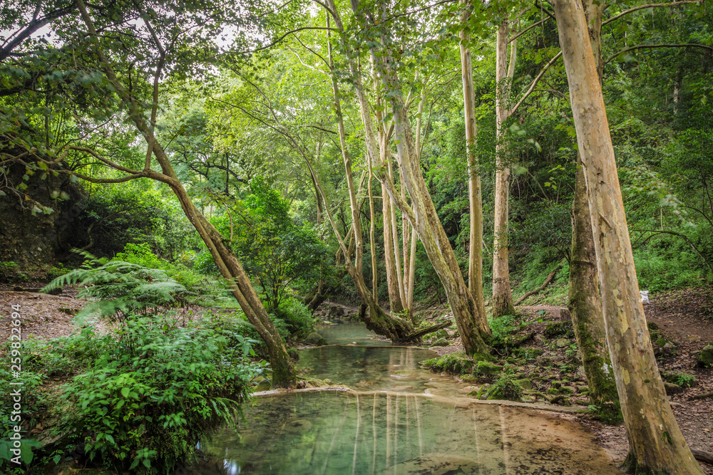 Obraz premium Rainforest river