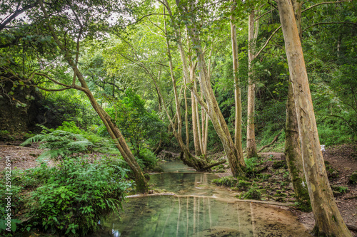 Rainforest river