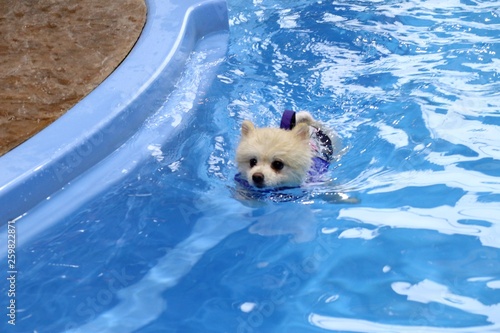 Pomeranian dog swimming in the pool