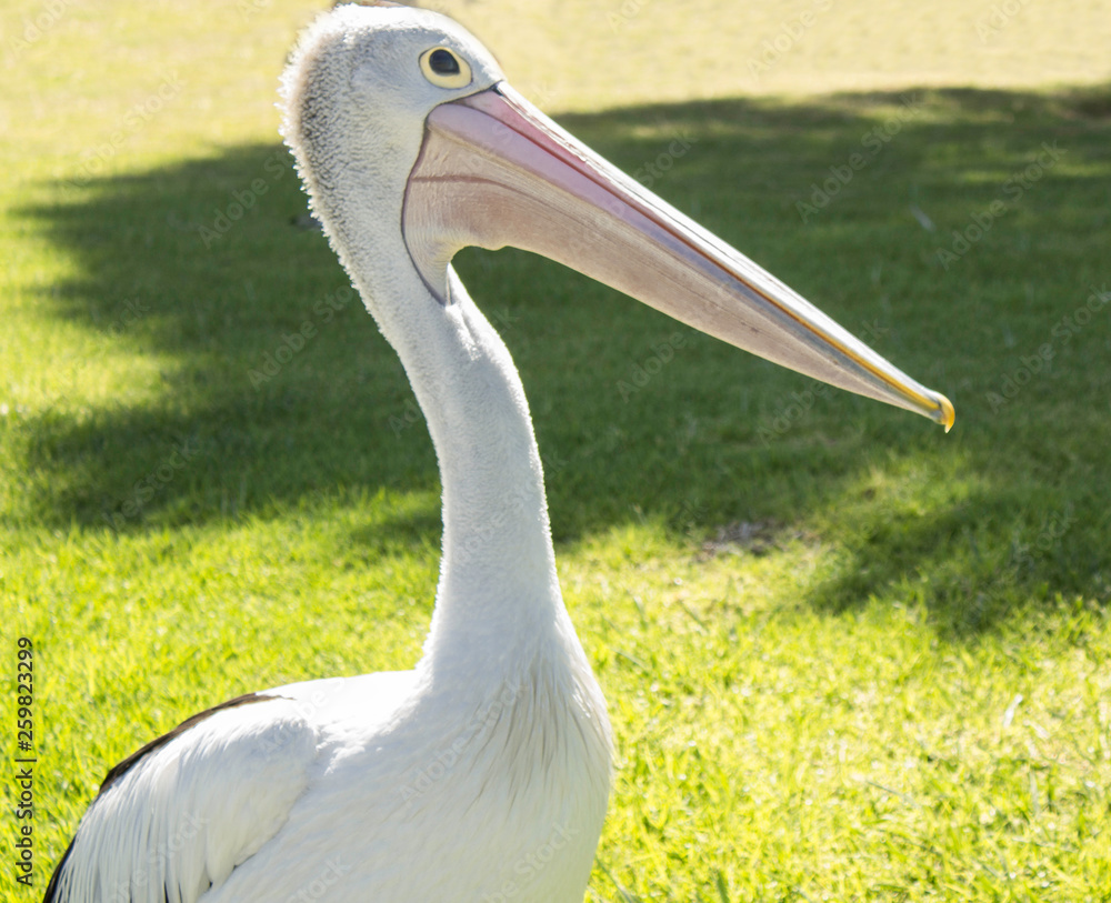 Pelican