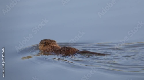 Nutria oder Sumpfbieber am Rhein, Neozoen