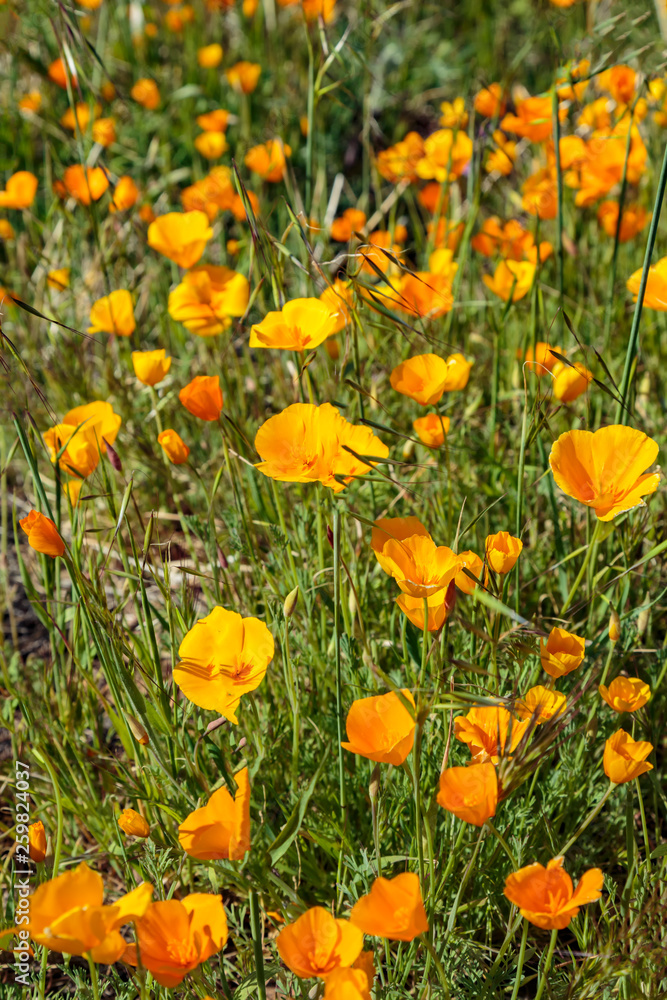 Fototapeta premium Spring Poppies 9