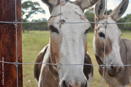 Donkeys, Texas