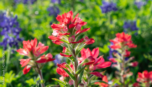 indian paintbrushes  in the garden photo
