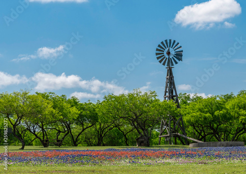 Wildflower windmill