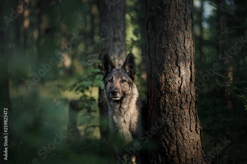 dog in the forest peeps. German Shepherd in nature. mystic pet in wood