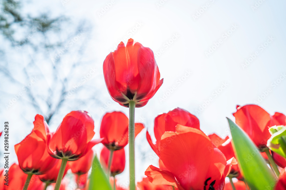 Tulips in spring