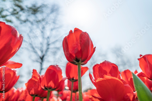 Tulips in spring