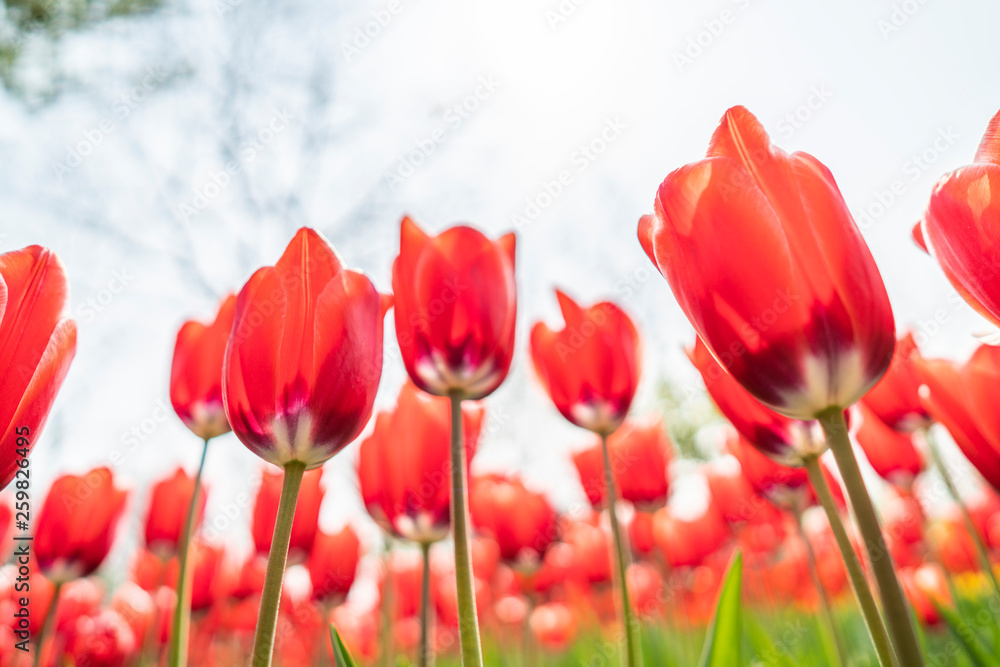 Tulips in spring