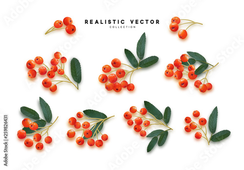 Rowan berries realistic isolated on white background