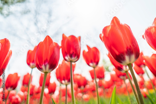 Obraz na płótnie Tulips in spring w salonie