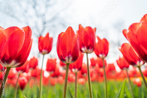 Tulips in spring