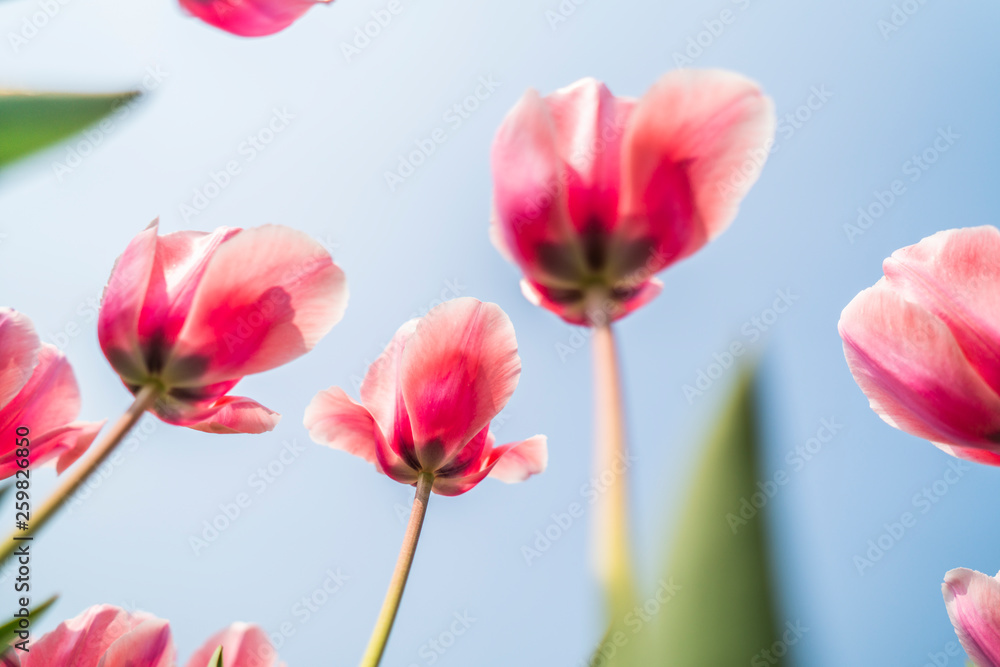 Tulips in spring