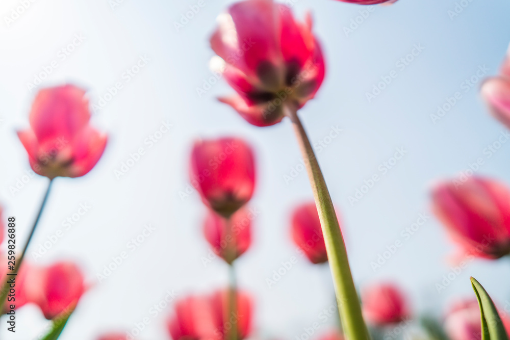 Tulips in spring