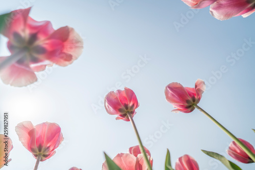 Obraz na płótnie Tulips in spring w salonie