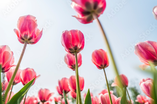 Tulips in spring