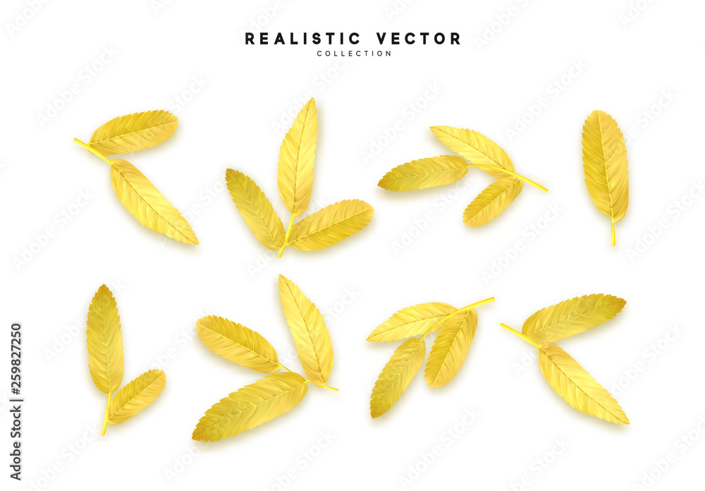 Vector leaves from the tree realistic. Yellow color,