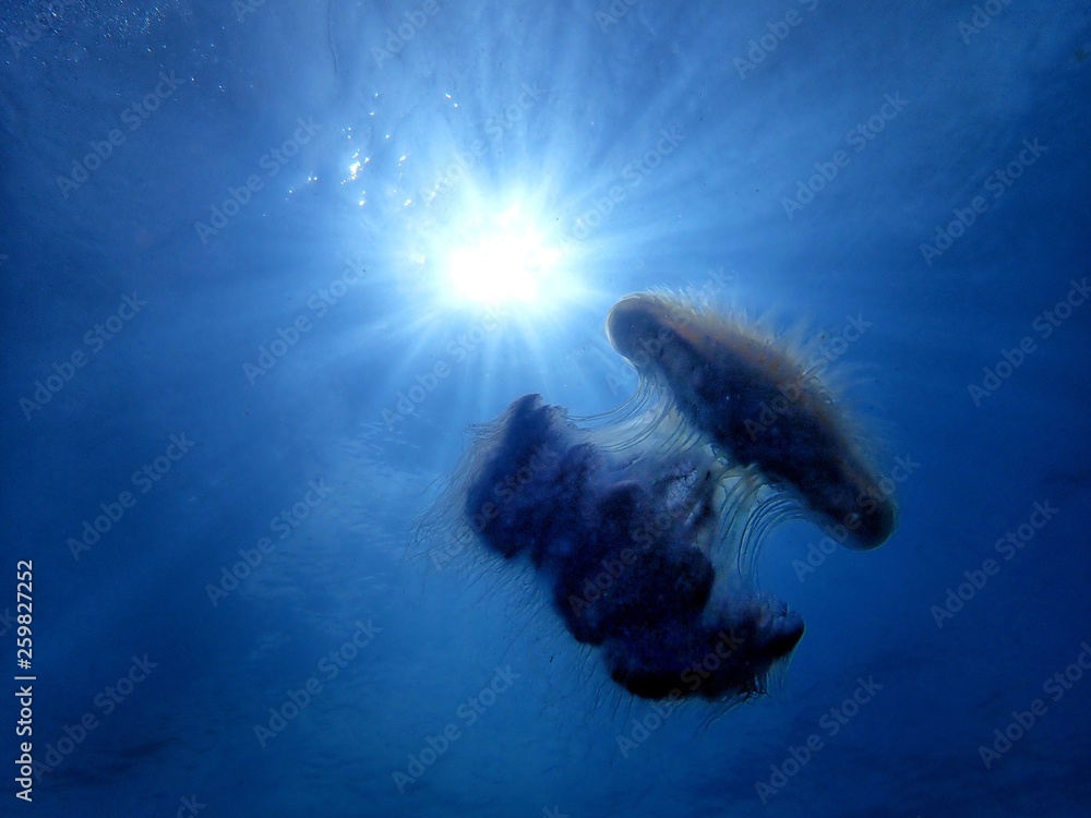 Jellyfish or sea jellies are the informal common names given to the