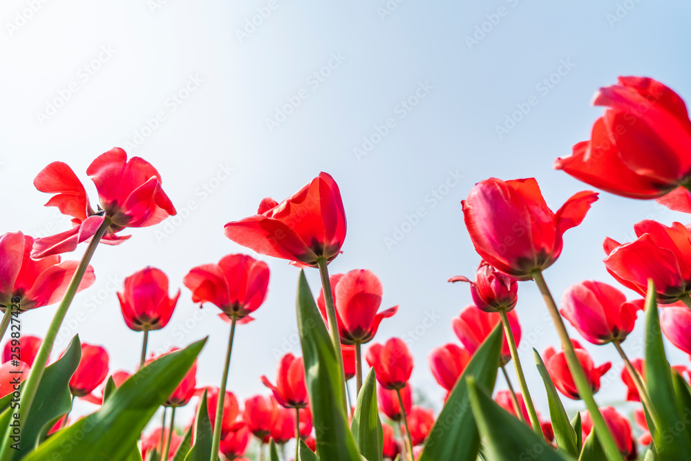 Obraz premium Tulips in spring