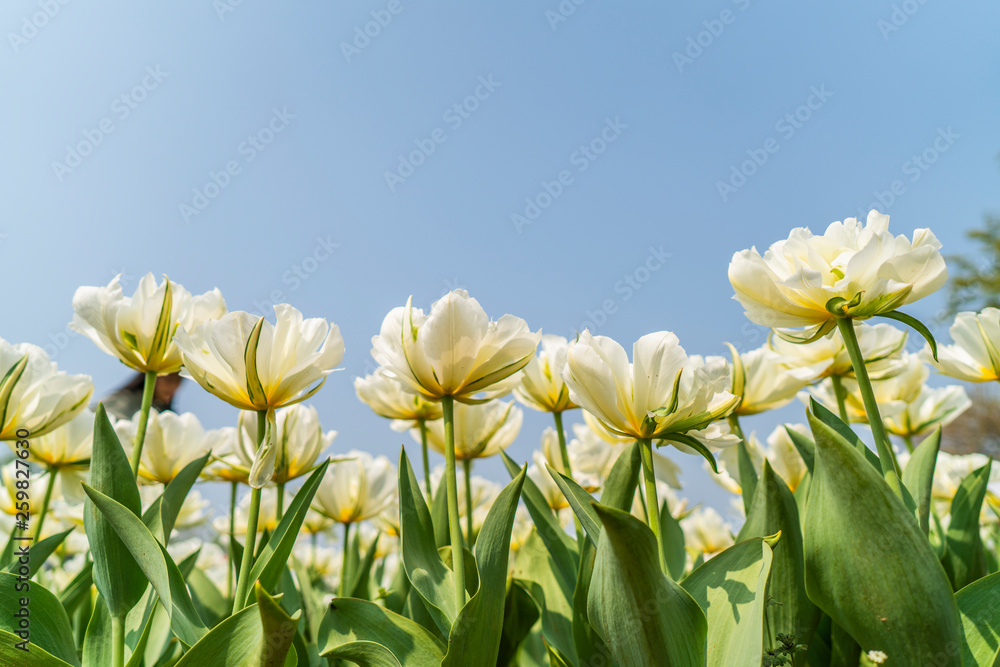 Tulips in spring