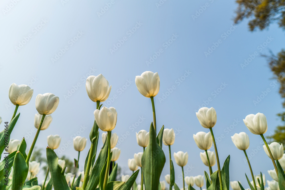 Tulips in spring