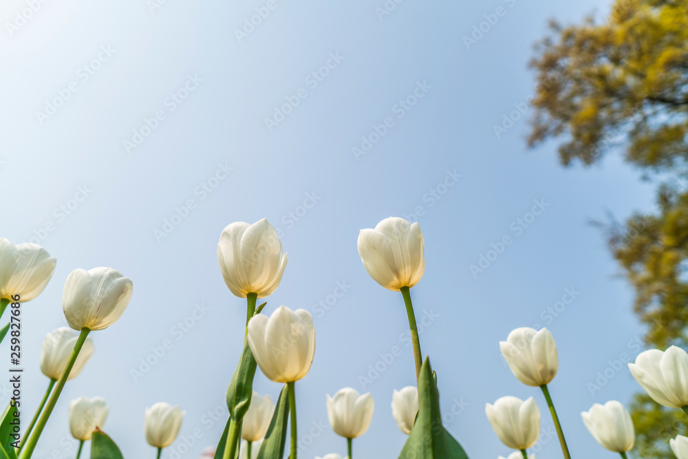 Tulips in spring