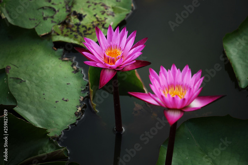 Pink Lotus flower beautiful lotus.