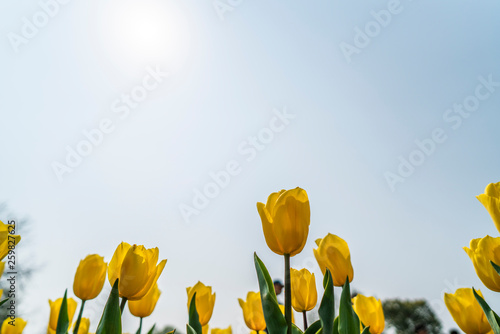 Obraz na płótnie Tulips in spring w salonie