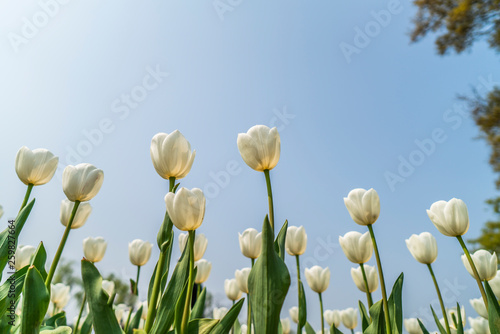 Obraz na płótnie Tulips in spring w salonie