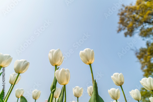 Obraz na płótnie Tulips in spring w salonie