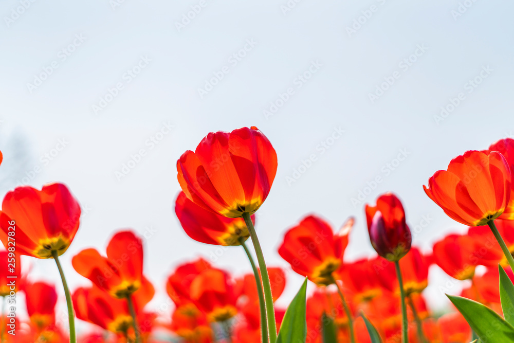 Tulips in spring