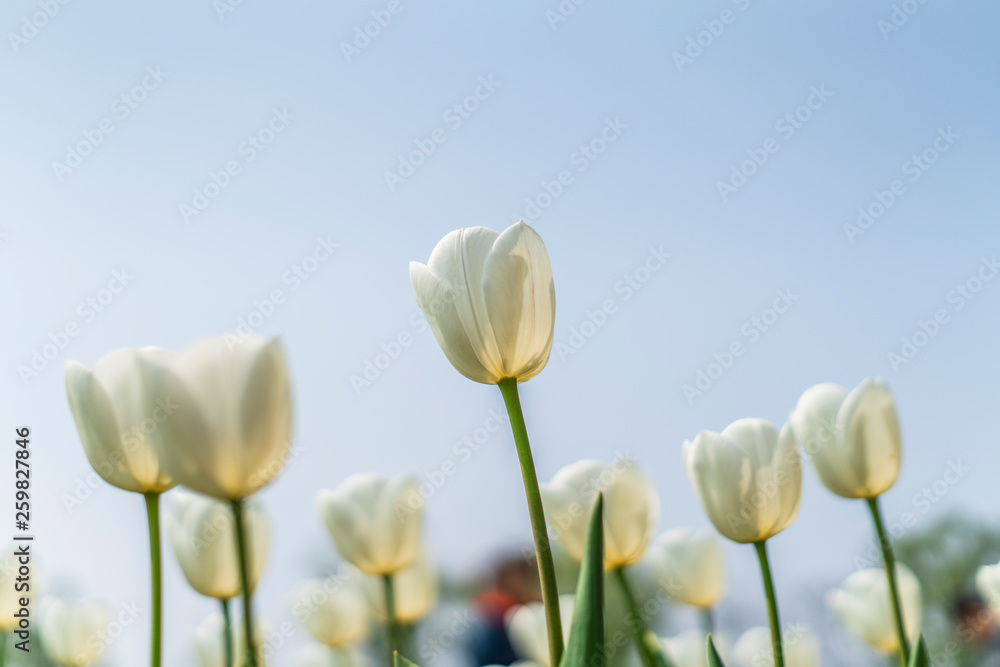 Tulips in spring