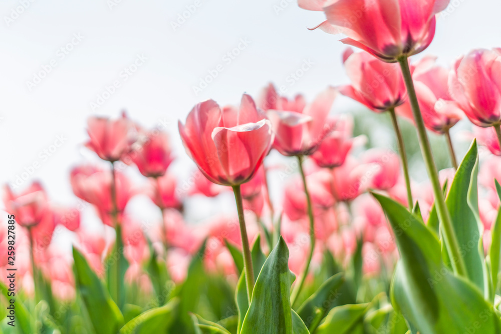 Tulips in spring