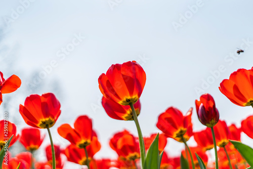 Tulips in spring