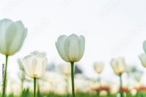 Obraz na płótnie Tulips in spring w salonie