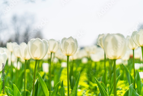 Obraz na płótnie Tulips in spring w salonie