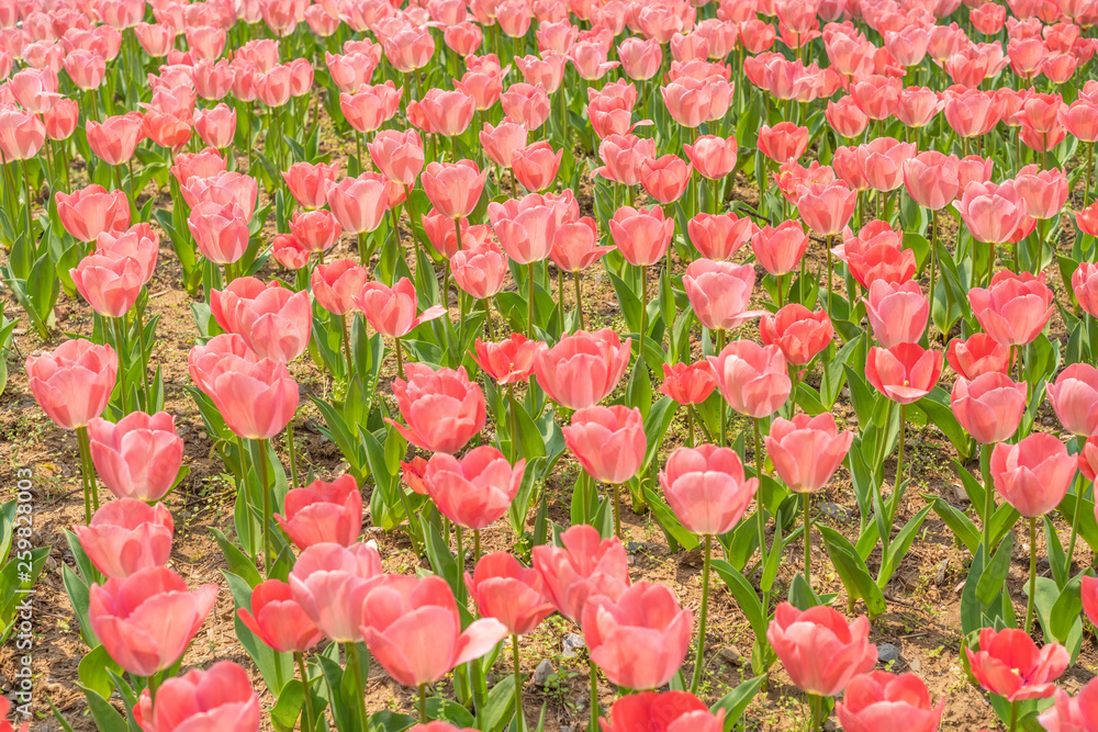 Tulips in spring