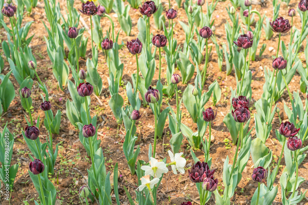 Tulips in spring