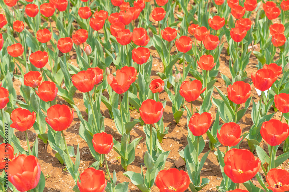Tulips in spring