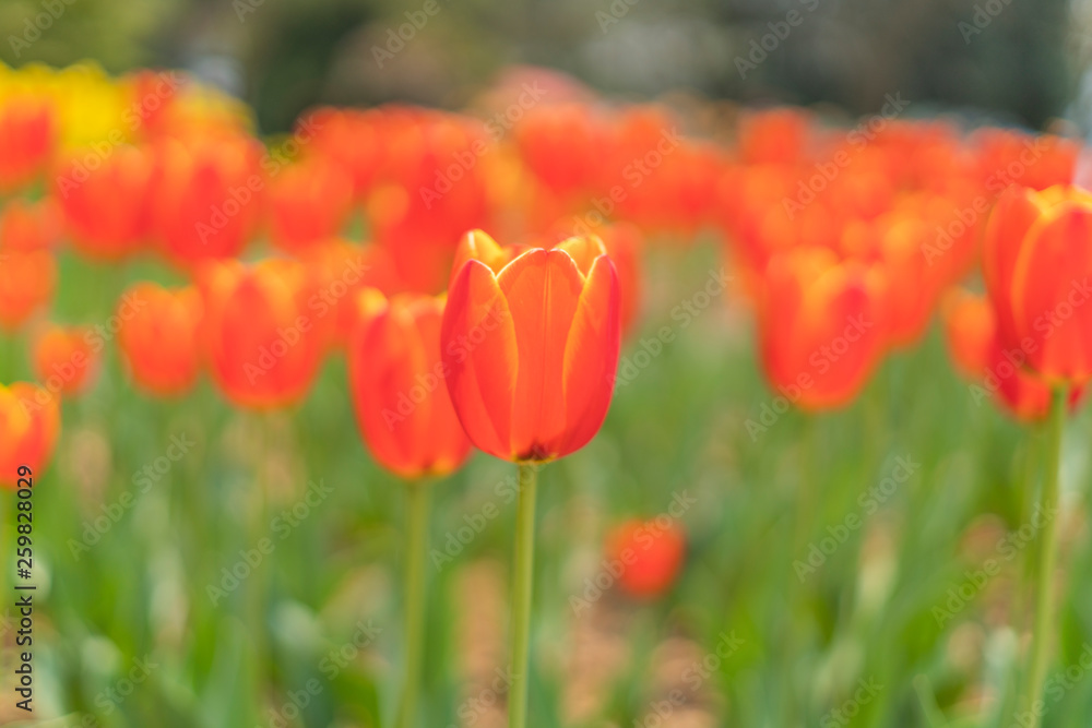 Tulips in spring