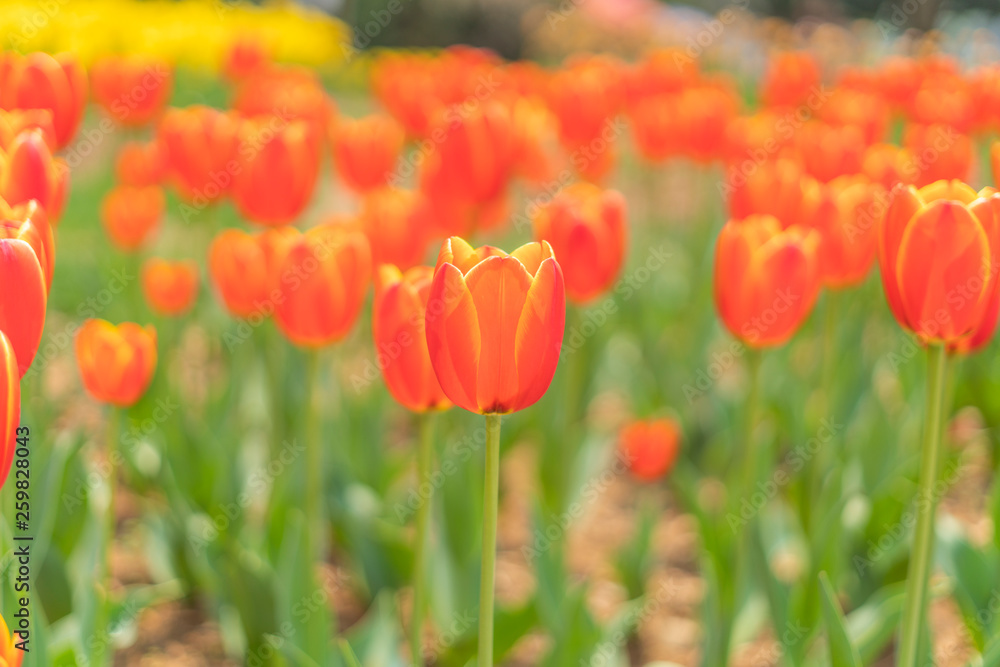 Tulips in spring