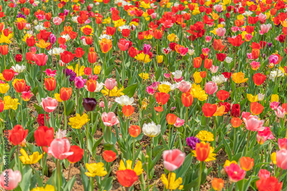 Tulips in spring